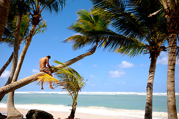 Image showing Man sitting on palm