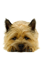 Image showing Resting dog