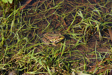 Image showing Frog in river