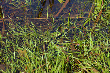 Image showing Frog in river