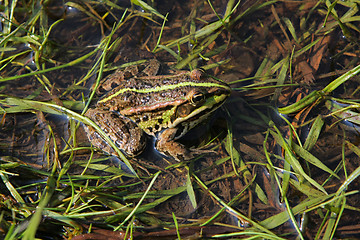 Image showing Frog in river