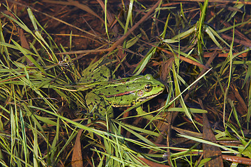 Image showing Frog in river