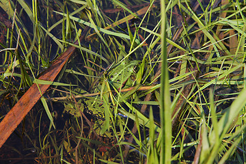 Image showing Frog in river