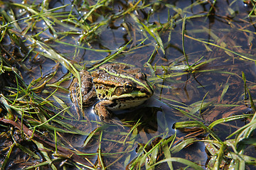 Image showing Frog in river