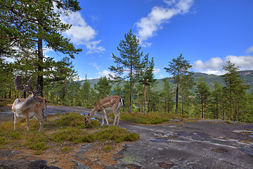 Image showing Reindeers