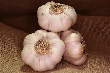 Image showing Garlic