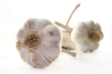 Image showing Garlic