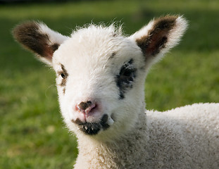 Image showing Portrait of a Lamb