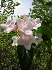 Image showing Pretty Flower