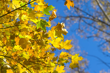 Image showing Autumn maple leaves