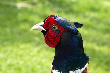 Image showing Pheasant