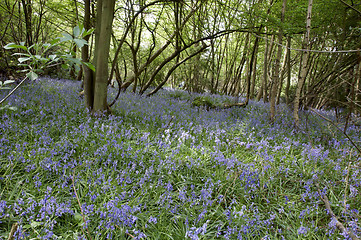 Image showing Bluebells