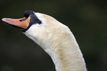 Image showing Mute swan