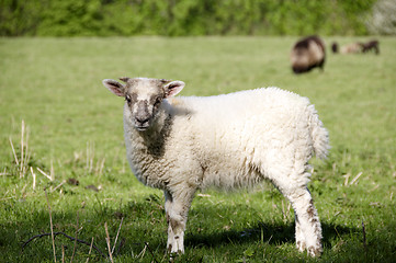 Image showing Lamb