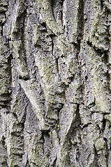 Image showing Tree trunk