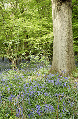 Image showing Bluebells