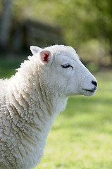 Image showing Lamb