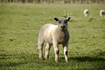 Image showing Lamb