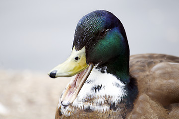 Image showing Duck