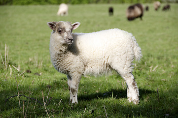 Image showing Lamb