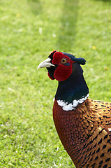 Image showing Pheasant