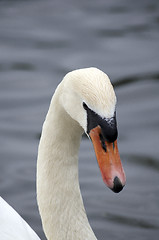 Image showing Mute swan