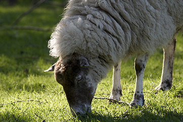 Image showing Sheep