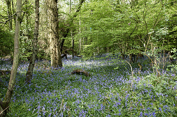 Image showing Bluebells