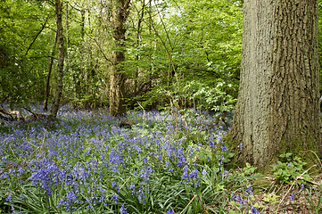 Image showing Bluebells