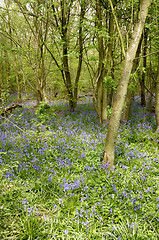 Image showing Bluebells