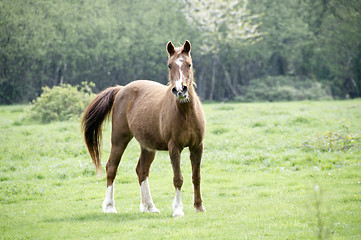 Image showing Horse