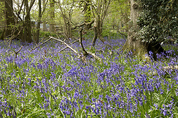 Image showing Bluebells