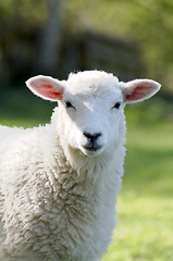 Image showing Lamb