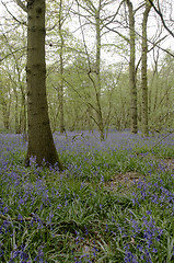 Image showing Bluebells