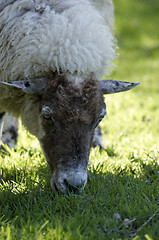 Image showing Sheep