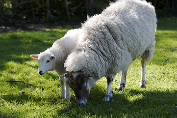 Image showing Sheep