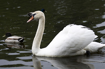 Image showing Mute swan