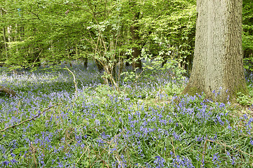 Image showing Bluebells