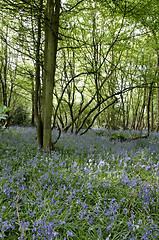 Image showing Bluebells