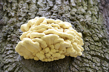 Image showing Fungus