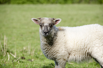 Image showing Lamb