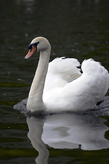 Image showing Mute swan