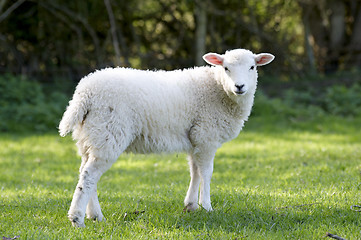 Image showing Lamb