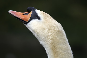 Image showing Mute swan