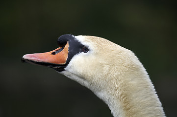 Image showing Mute swan