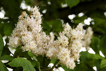 Image showing Horse chestnut 