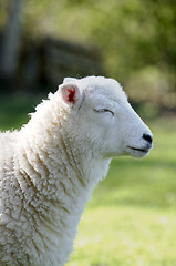 Image showing Lamb