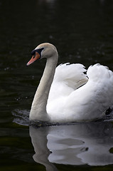 Image showing Mute swan