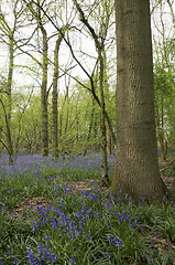 Image showing Bluebells