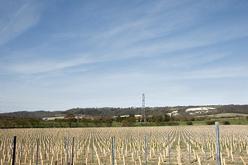 Image showing Grape vines